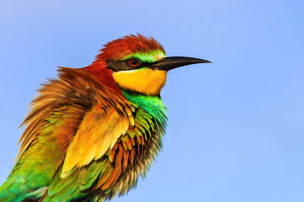 Primavera Pássaro Colorido Com Uma Bela Plumagem Vida Selvagem Aquecimento — Fotografia de Stock