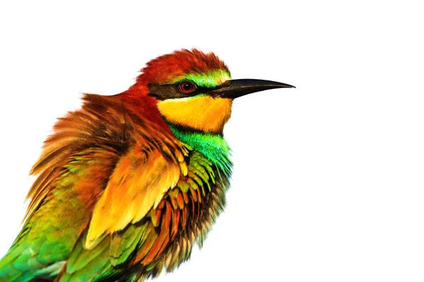 Bahar Tasarımı Beyaz Bir Arka Plan Izole Kuş Renkli Katmanlarla — Stok fotoğraf