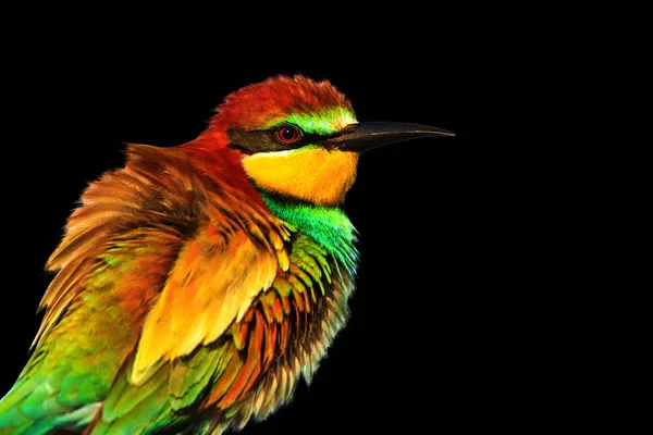 Siyah Arka Plan Üzerine Izole Renkli Kuş Bahar Tasarımı Katmanlar — Stok fotoğraf