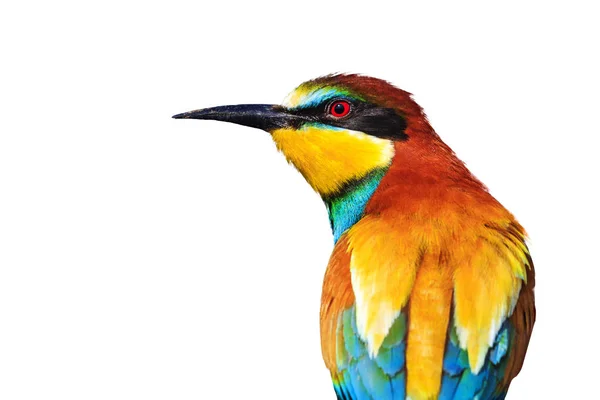 Avrupa Arı Kuşugiller Beyaz Arka Plan Üzerinde Tasarım Izole Katmanlarla — Stok fotoğraf