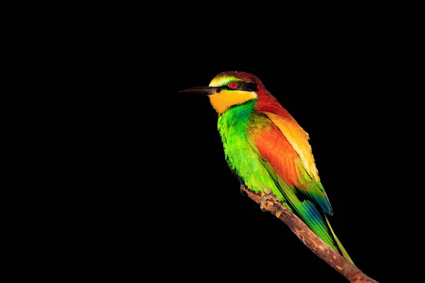 Schöner Frühlingsvogel Isoliert Auf Schwarzem Hintergrund Design Arbeit Mit Schichten — Stockfoto