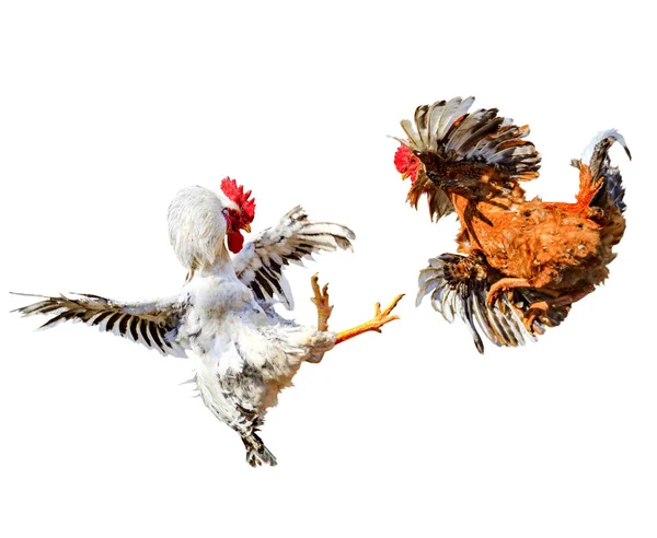 Twee Vogels Van Tegenstander Zijn Geïsoleerd Een Witte Achtergrond Hanen — Stockfoto