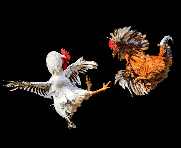 Twee Vogels Van Tegenstander Zijn Geïsoleerd Een Zwarte Achtergrond Hanen — Stockfoto