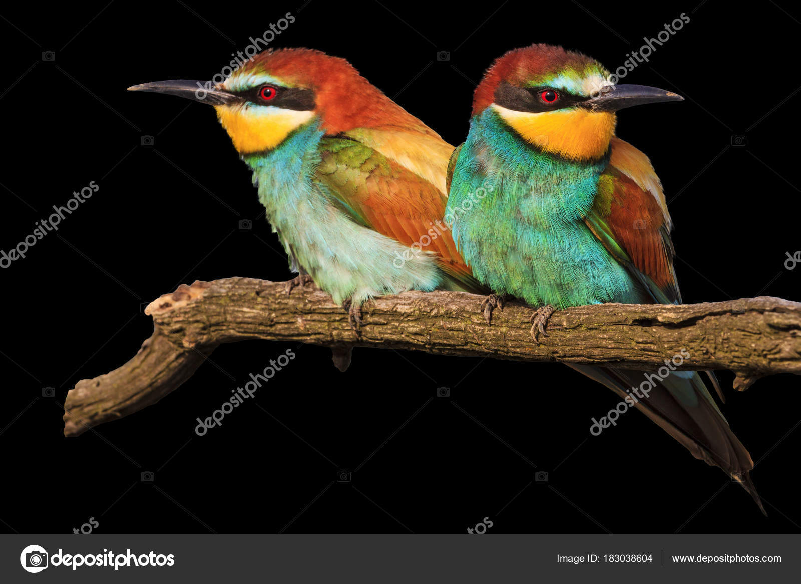 黒に分離された鳥の愛のカップル ストック写真 C Drakuliren