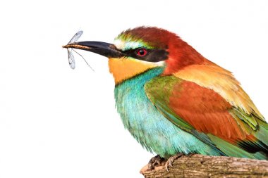 kuş ve Gaga beyaz arka plan, haşere kontrolü üzerinde sivrisinek