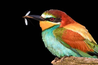 kuş ve sivrisinek bir Gaga siyah bir arka plan, haşere kontrolü