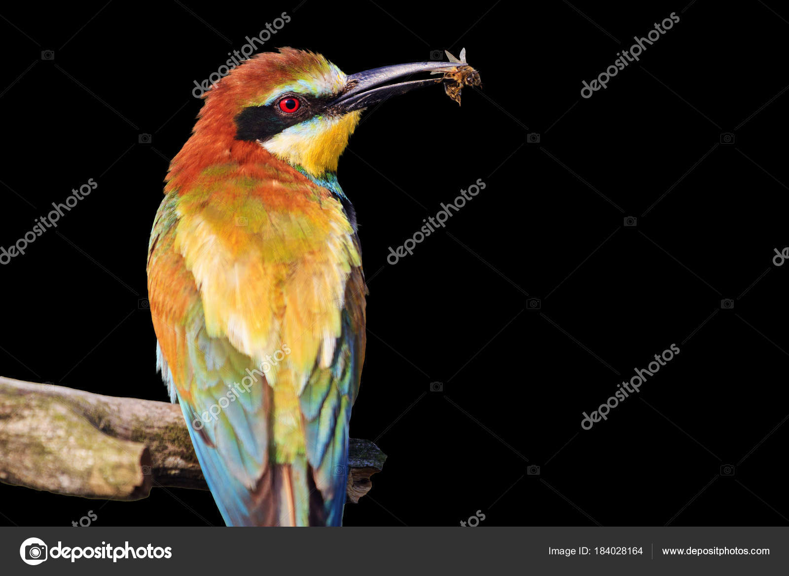 Oiseau Coloré Avec Une Abeille Dans Son Bec Isolé Sur