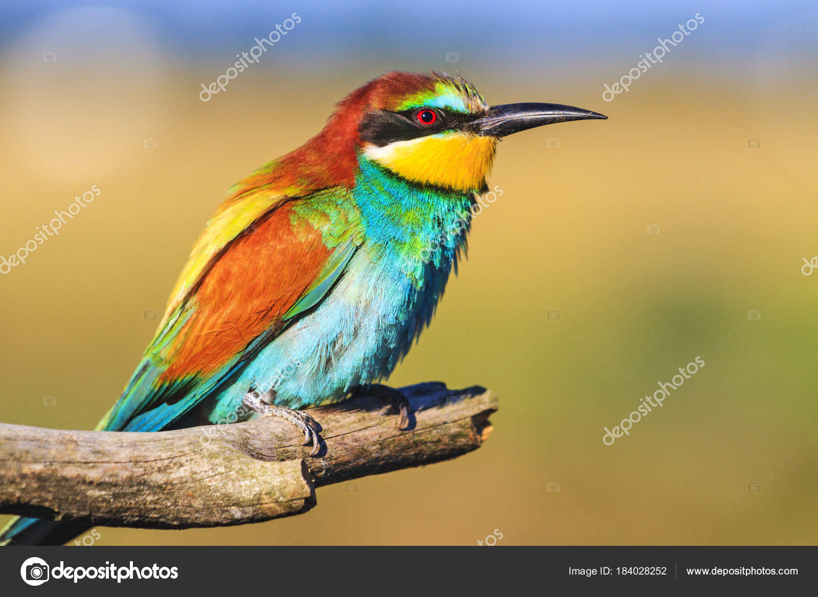 Oiseau De Beau Printemps Est Assis Sur Une Branche