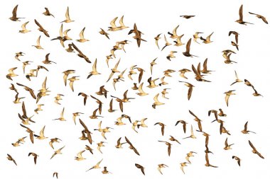 akın, geçirme beyaz arka plan, kuşlar, vahşi doğa bahar izole kuşlardırlar