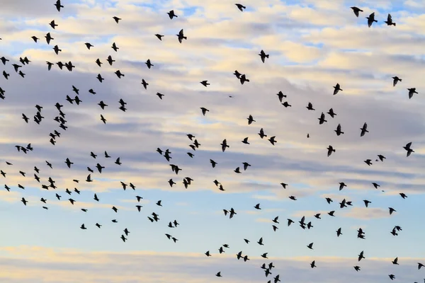 Ανοιξιάτικη μετανάστευση των πουλιών — Φωτογραφία Αρχείου