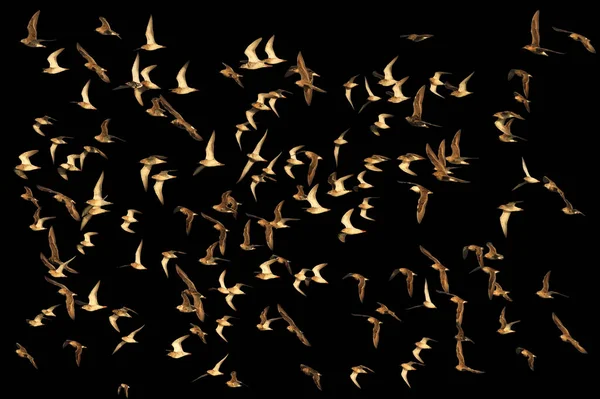 Hejna Tažných Bahňáků Izolované Černém Pozadí Ptáky Divoké Přírody Jaře — Stock fotografie