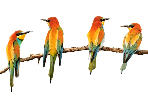 Pássaros Pintados Cores Brilhantes Sentados Ramo Beleza Natural Tinta Natural — Fotografia de Stock