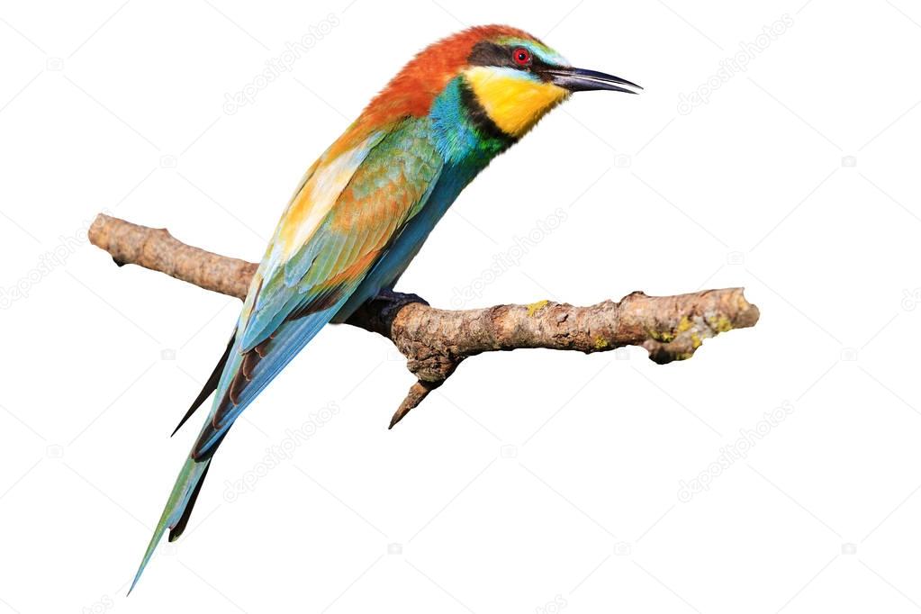 bee-eater isolated on a white background