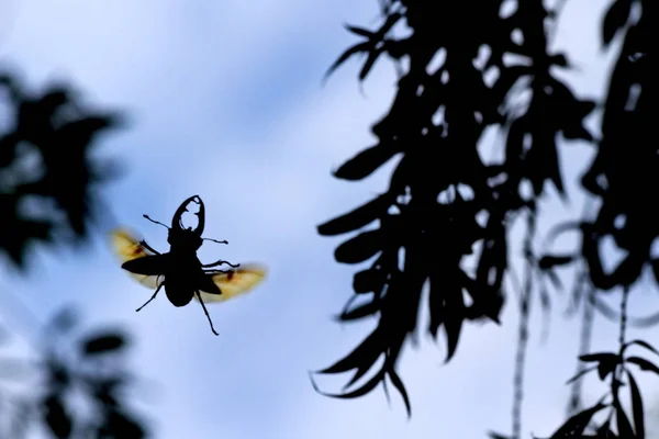 Ciervos Escarabajo Vuelo Sobre Árboles Vida Silvestre Animales —  Fotos de Stock