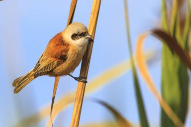 korumalı wildernesss, yabani hayvanlar ve bitkiler, hayvanlar yabani kuş