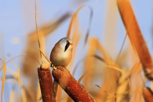 かわいい美しい野鳥 野生動物 — ストック写真