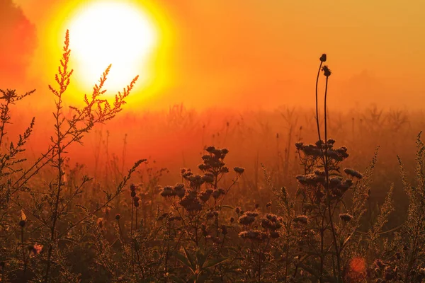Alan çim Doğu güneş, manzara ve seyahat
