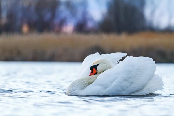 沿水漂浮的皇家白鸟 — 图库照片