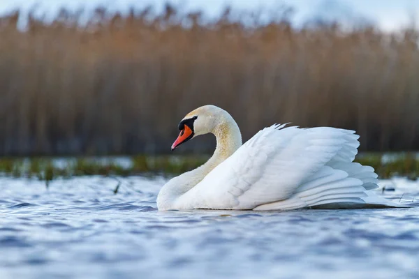 春天湖上美丽的白鸟 — 图库照片