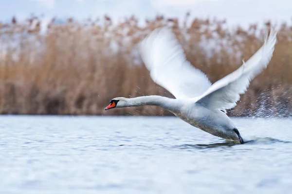 白鸟飞过水面快速飞翔 — 图库照片