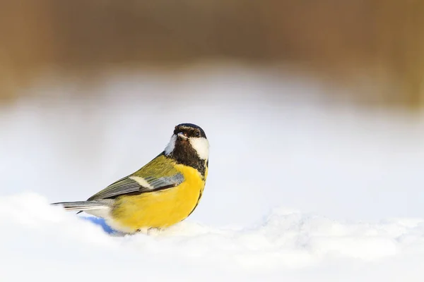 Gul Fågel Vit Snö Vilda Djur Vinter Djur — Stockfoto