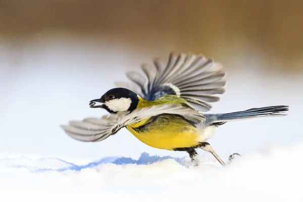 Pájaro brillante vuela sobre nieve blanca —  Fotos de Stock