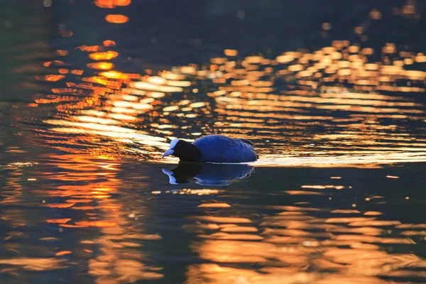 Bird floats in the golden rays of the sun — Stock Photo, Image