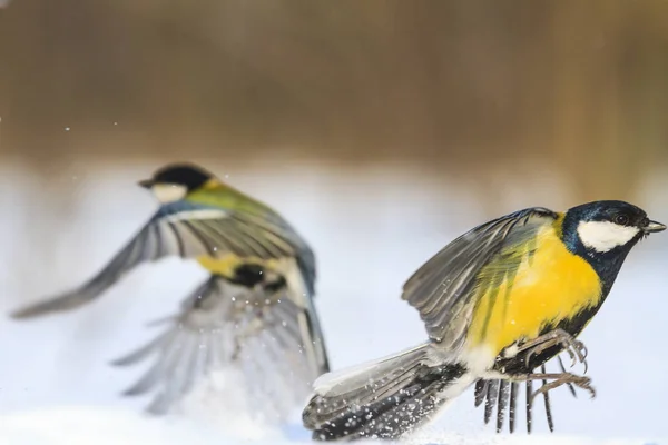 Zwei helle Vögel fliegen voneinander — Stockfoto