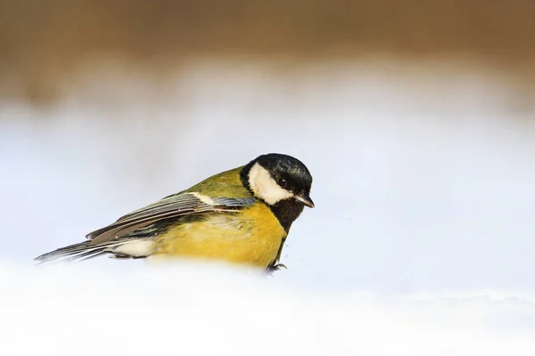 Oiseau Forêt Sauvage Dans Froid Hiver Trouve Dans Neige Faune — Photo