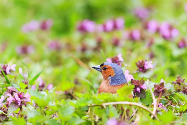 singing bird sits in the spring forest flowers, wildlife, spring