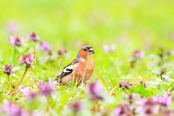 Frühling Geschichte Vogel Singt Dickicht Der Blumen Wildtiere Frühling — Stockfoto