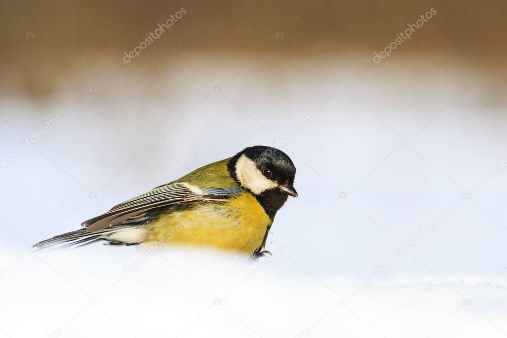 wild forest bird in the cold winter sits in the snow, wildlife, winter animals
