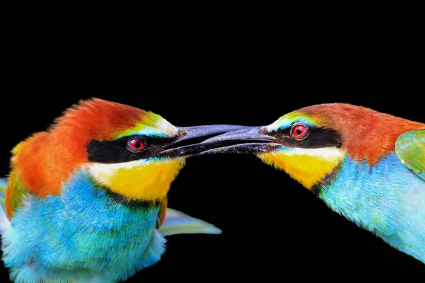 Поцілунок Кольорових Птахів Ізольований Чорному Тлі Дизайн Дика Природа — стокове фото