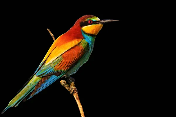 Tropik Kuş Bir Dalı Bir Siyah Arka Plan Proje Yabani — Stok fotoğraf