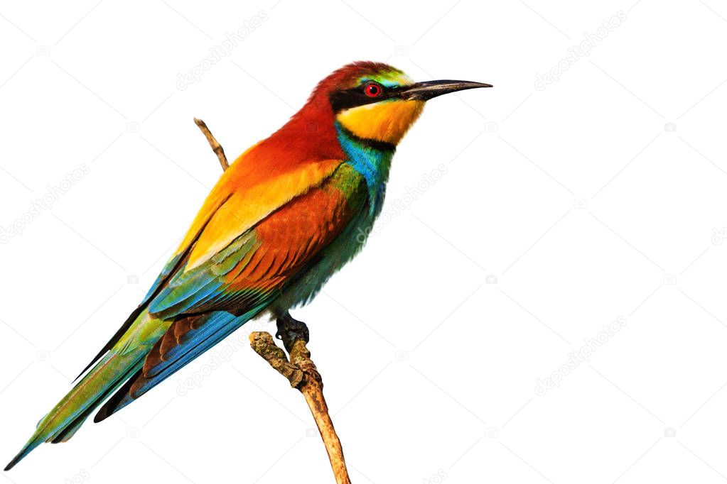 tropical bird sitting on a branch on a white background , design and wildlife