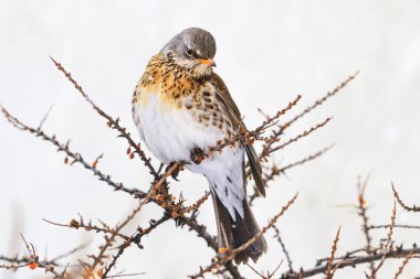 Bir dikenli dalları üzerinde oturan Fieldfare, sezon değişen, vahşi kuşlar soğuk hayatta
