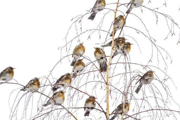 Wildvögel Dringen Wintergärten Ein Wechseln Die Jahreszeit Wildvögel Überleben Der — Stockfoto