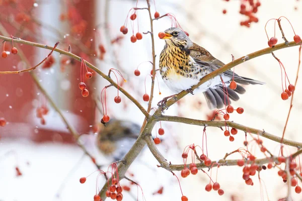 Fieldfare は冬の都市でローワンのベリーを食べ 季節を変えると 野生の鳥は寒さで生き残る — ストック写真