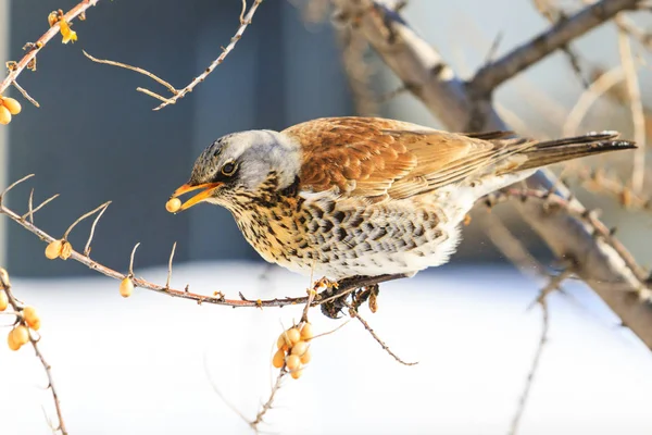 Deniz Topalak Çilek Yeme Fieldfare Sezon Değişen Vahşi Kuşlar Soğuk — Stok fotoğraf