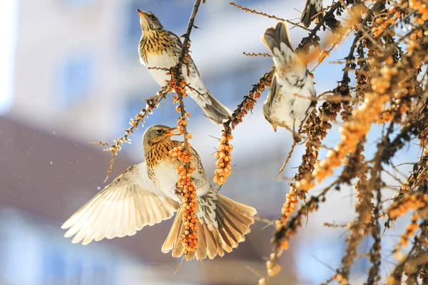 美丽的鸟在阳光明媚的冬日吃黄色浆果 改变季节 野生鸟类在寒冷中生存 — 图库照片