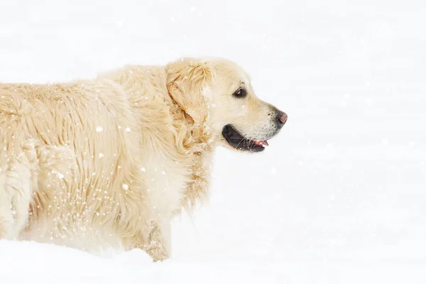 Schwuler Hund Schnee Wintertag Symbol Des Jahres 2018 Rassehund — Stockfoto