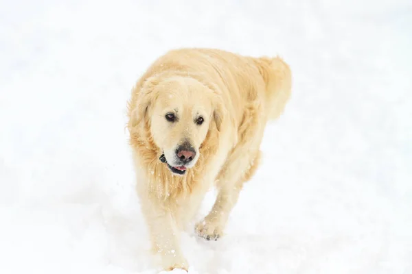 Labrador Läuft Auf Dem Weißen Schnee Symbol Des Jahres 2018 — Stockfoto