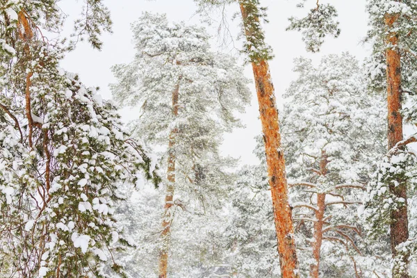 Прекрасный Зимний Хвойный Лес Свежий Воздух Весенняя Метель — стоковое фото