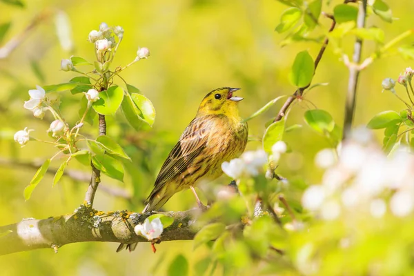 Yellow Bird Singing Spring Rays Colors Natural Beauty Flowering Wildlife — Stock Photo, Image