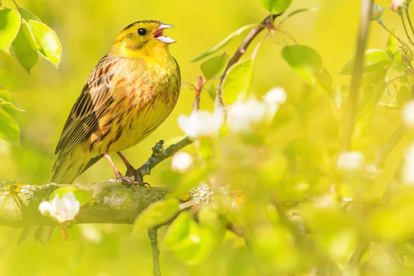 Spring Bird Sings Sitting Green Leaves Natural Beauty Flowering Wildlife — Stock Photo, Image