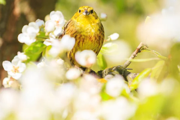 Pássaro Floresta Amarela Senta Entre Flores Primavera Beleza Natural Floração — Fotografia de Stock