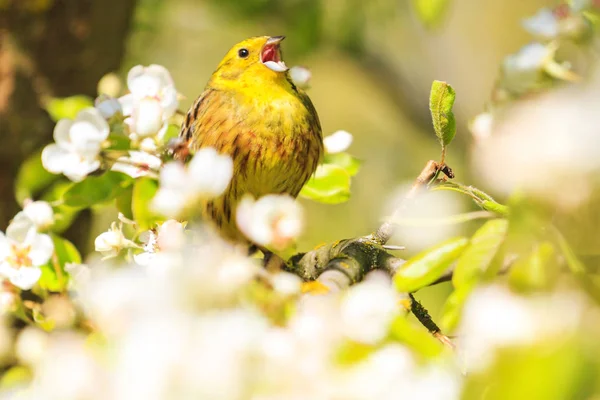 Schöner Singvogel Singt Frühling Sonniger Tag Natürliche Schönheit Blüte Wildtiere — Stockfoto