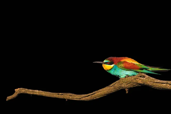 Pássaro colorido maravilhoso no ramo seco enrugado isolado no preto — Fotografia de Stock