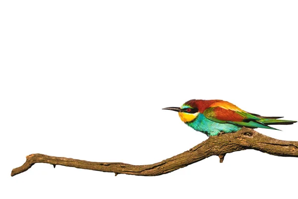 Прекрасная цветная птица на ветке сухая морщинистая изолированная на белом — стоковое фото