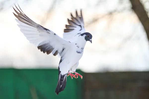 Sports postal pigeon arrived home at dusk